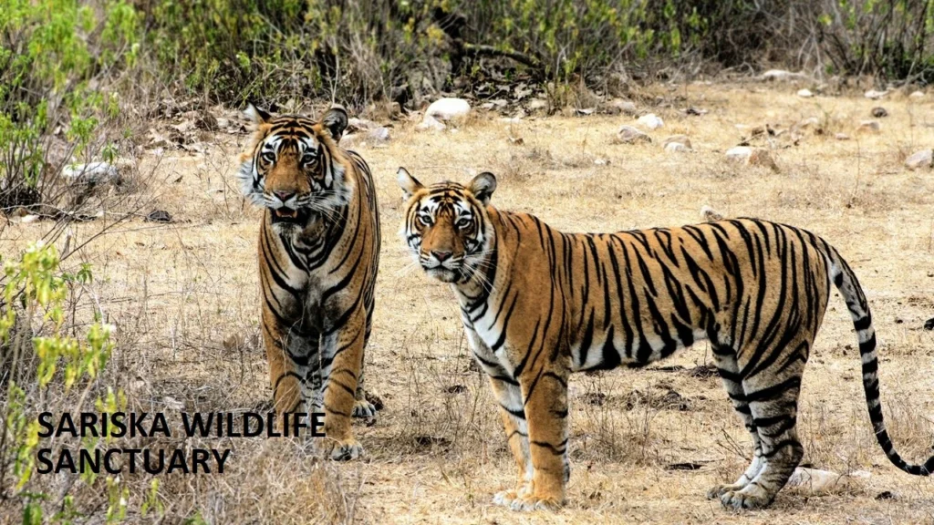 Sariska Wildlife Sanctuary- Alwar Rajasthan
